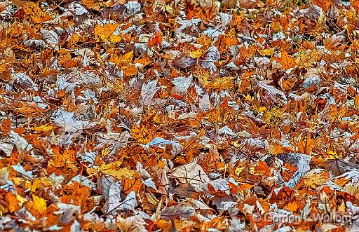 Fallen Leaves_DSCF5265.jpg - Photographed at Smiths Falls, Ontario, Canada.